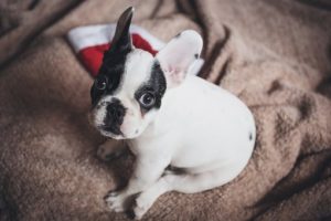 dog christmas stocking