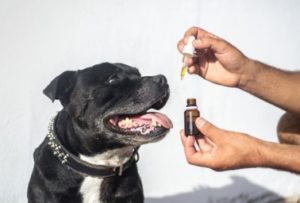 giving a dog cbd oil
