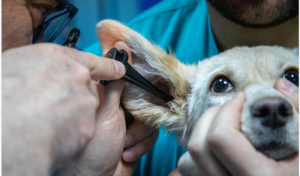 treat a dog in pain with hemp oil
