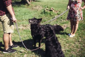 canine dog companion