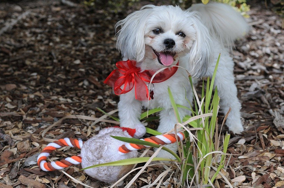 dog's stocking