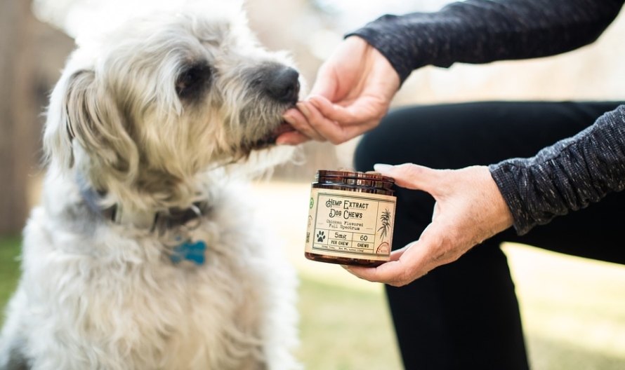 cbd oil for dog