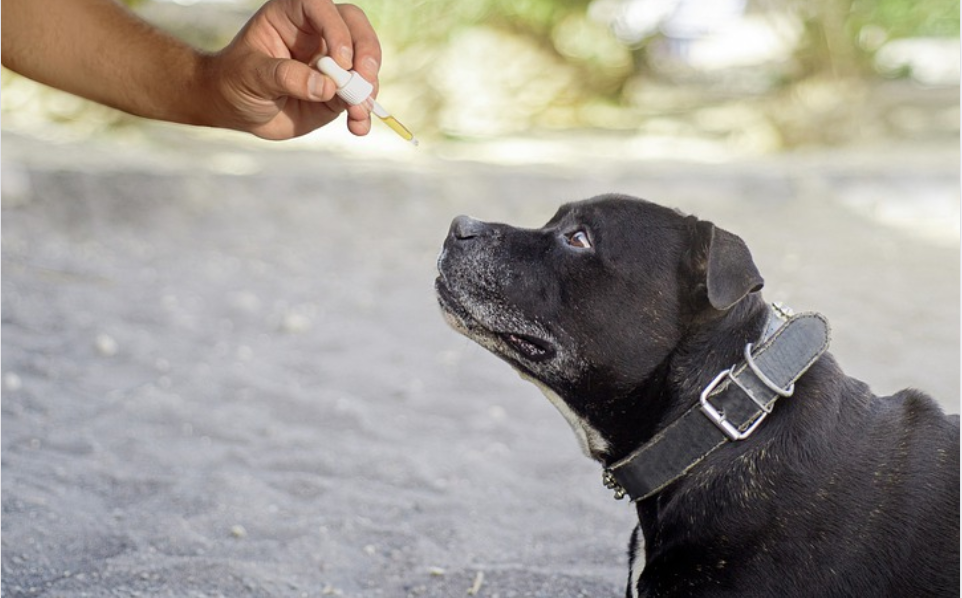 a dog being given hemp oil